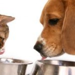 Dog Food – The right choice