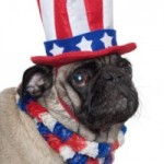 Furries and Fireworks- Fourth of July Pet Safety