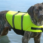 Life Jackets for Water Dogs?