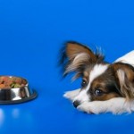 Finicky Fido?  How to Feed a Picky Pet