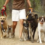 Give Your Dog a New Leash on Life…or at Least a New Leash!