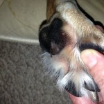 Help for a Torn Paw Pad- a Pack Mom Question