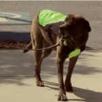 Pack Mom Daily Bite:  Abe Approves Using Cooling Vests for Dogs