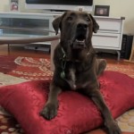 Pack Mom Daily Bite:  How to Make a Dog Bed with Pillows