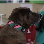 Fashionable Collars for Dogs- Fun, Functional and Green