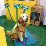 Downward Dogi Pet Co.- the Yoga Mat for Dogs