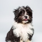 Meet Pong- A Puppy Bowl Hopeful- and the Food that Fuels Her