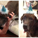 Abe Turns Ten- Let’s Celebrate Senior Dogs- The Pack Mom