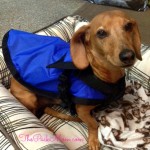 The Rein Coat Review and Giveaway- The Pack Mom