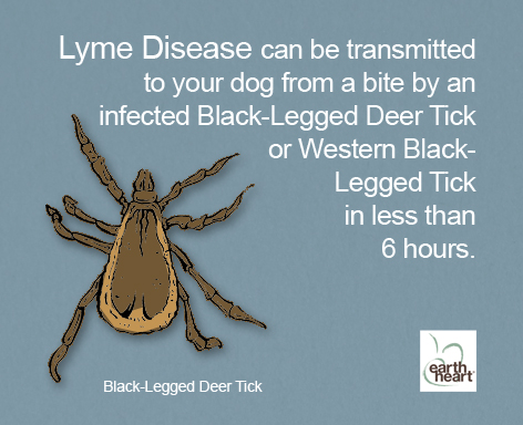 Deer ticks and Lyme Disease