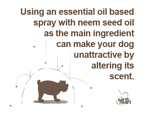 Natural spray with neem seed oil will repel ticks.